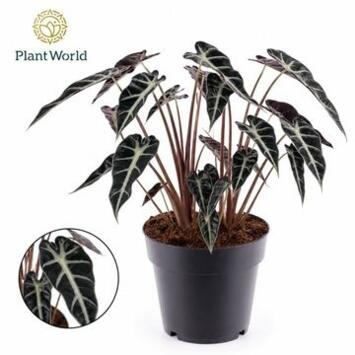 image ALOCASIA ARROW
