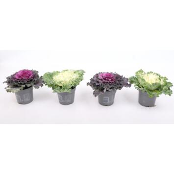 image CHOU DECORATIF VARIE