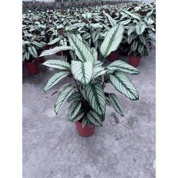 image CALATHEA