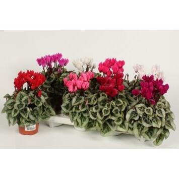 image CYCLAMEN SUPER SERIE VARIE
