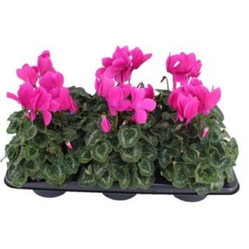 image CYCLAMEN HALIOS VIOLET