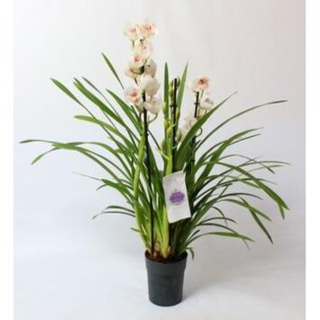 image CYMBIDIUM 3BR