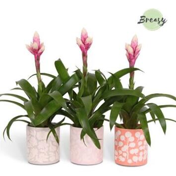 image GUZMANIA CANDY