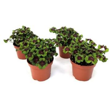 image OXALIS DEPPEI VERT