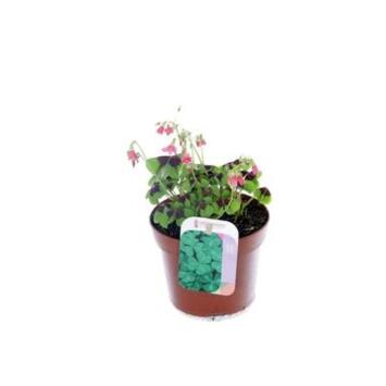 image OXALIS DEPPEI VERT