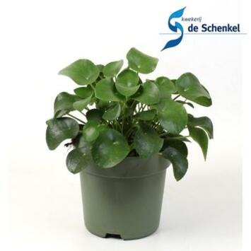 image PILEA PEPEROMOIDES