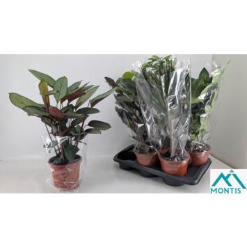 image PLANTE VERTE VARIEE