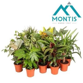 image PLANTE VERTE VARIEE