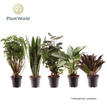 image PLANTE VERTE VARIEE