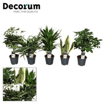 image PLANTE VERTE VARIEE