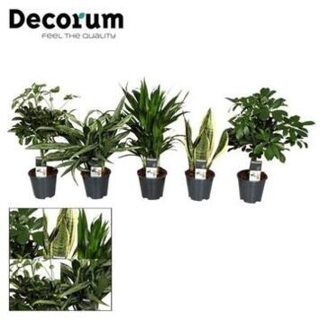 image PLANTE VERTE VARIEE