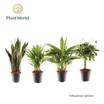 image PLANTE VERTE VARIEE