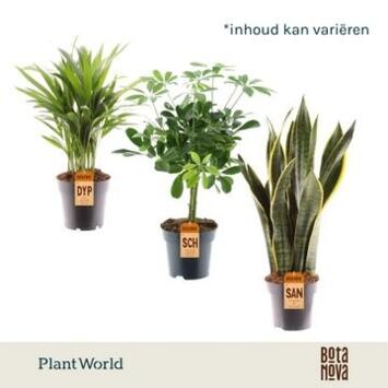image PLANTE VERTE VARIEE
