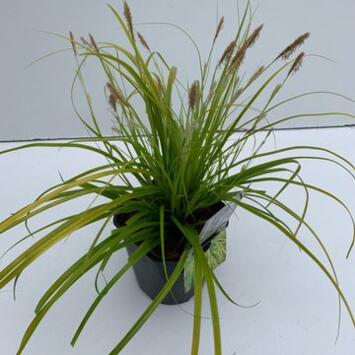 image CAREX EVERCOLOR