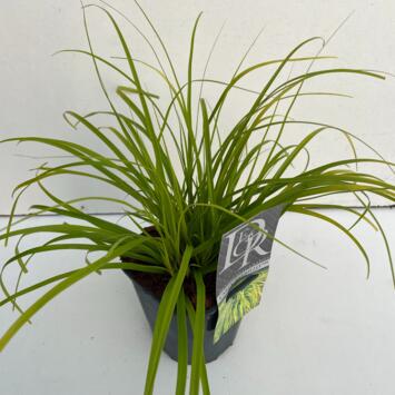 image CAREX EVERCOLOR