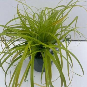 image CAREX EVERCOLOR