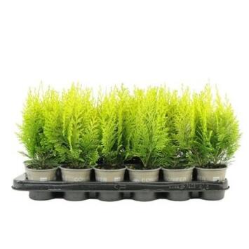 image CHAMAECYPARIS IVONNE