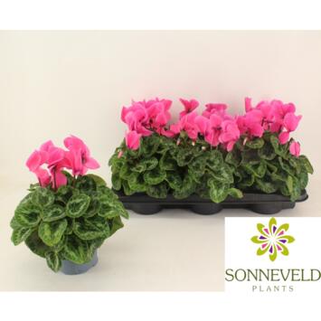 image CYCLAMEN HALIOS ROSE