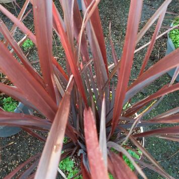 image PHORMIUM AMAZING RED
