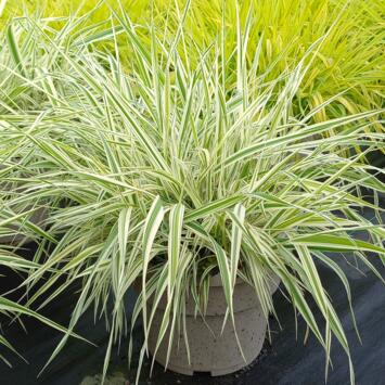 image PHALARIS ARUNDINACEA PICTA