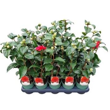 image CAMELLIA JAPONICA ROUGE