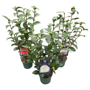 image CAMELLIA JAPONICA VARIE