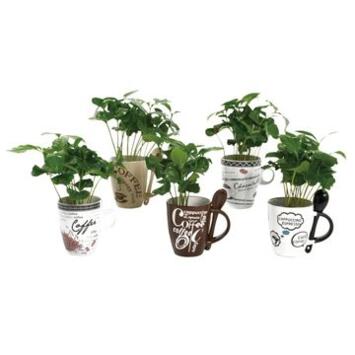 image COFFEA ARABICA CERAM TASSE