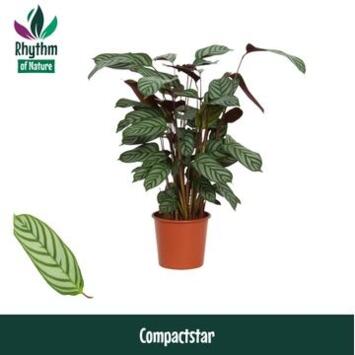 image CALATHEA COMPACTSTAR