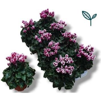 image CYCLAMEN FANTASIA