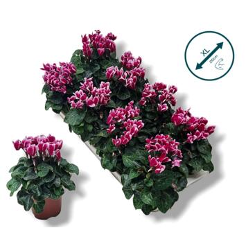 image CYCLAMEN FANTASIA