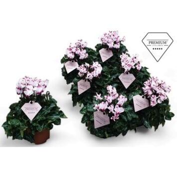image CYCLAMEN VICTORIA