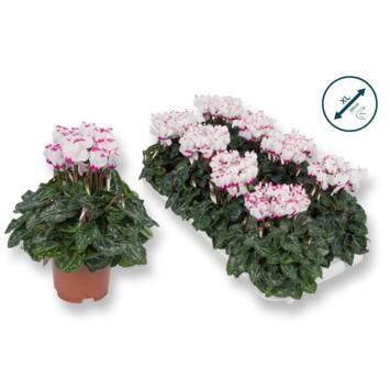 image CYCLAMEN VICTORIA