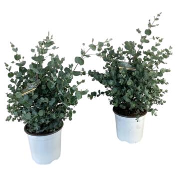 image EUCALYPTUS GUNNII