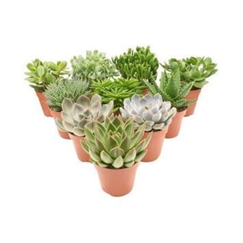 image SUCCULENTE VARIEE