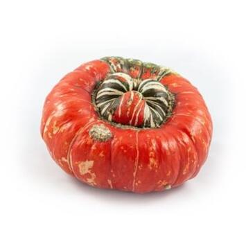 image CUCURBITACEE TURK S TURBAN