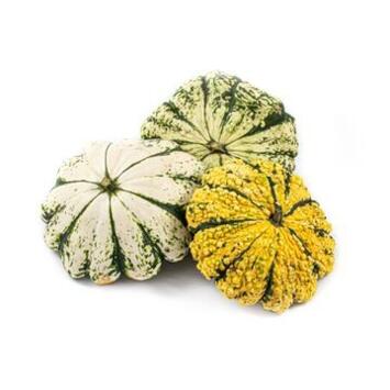 image CUCURBITACEE PATISSON