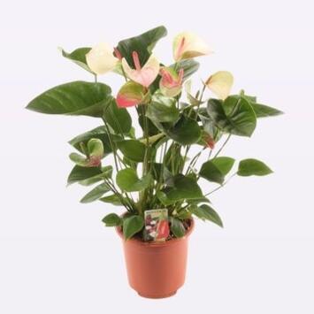 image ANTHURIUM ANDREANUM FANTASY LOVE
