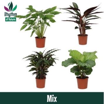 image CALATHEA VARIES