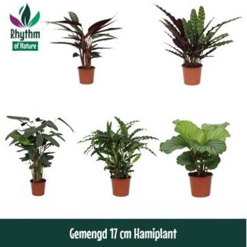 image CALATHEA VARIES