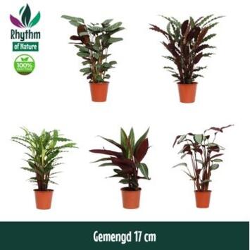image CALATHEA VARIES