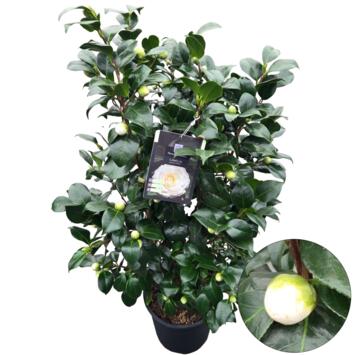 image CAMELLIA JAPONICA BLANC