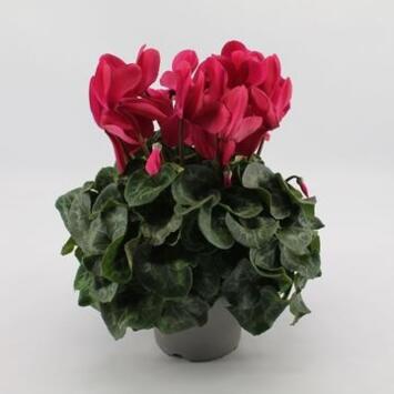 image CYCLAMEN SUPER SERIE MAMMOTH MAUVE