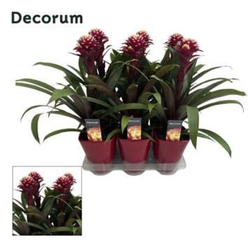image GUZMANIA ROUGE CERAM