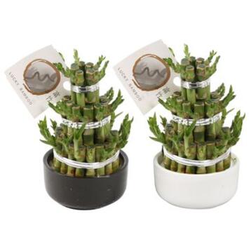 image LUCKY BAMBOU 3 RINGS CERAM