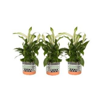 image SPATHIPHYLLUM PEARL CUPIDO