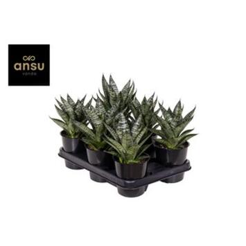 image SANSEVIERIA CYLINDRICA MARBLE