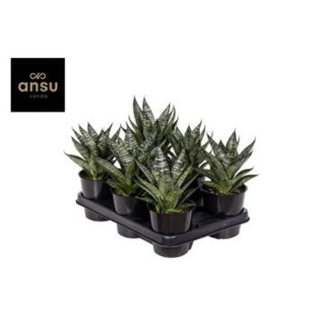 image SANSEVIERIA CYLINDRICA MARBLE