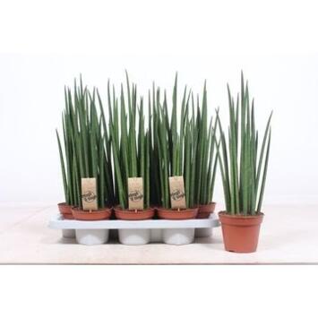 image SANSEVIERIA BACULARIS MIKADO
