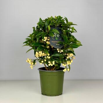 image ARDISIA CRENATA BLANC