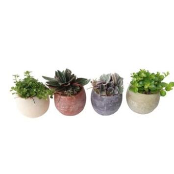 image PLANTE VERTE CERAM